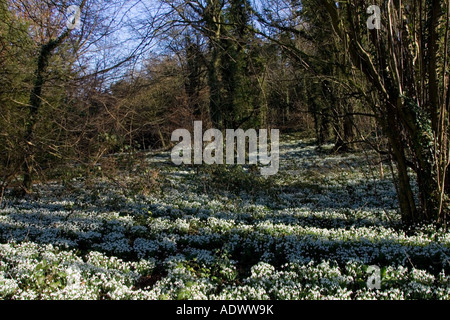 Schneeglöckchen auf Waldboden in Oxfordshire-England-Großbritannien Stockfoto