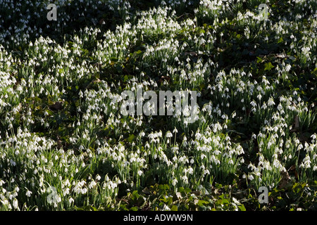 Schneeglöckchen in Oxfordshire Wald The Cotswolds-England-Großbritannien Stockfoto
