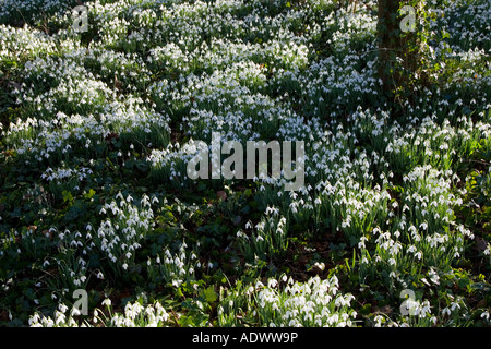 Schneeglöckchen in Oxfordshire Wald England United Kingdom Stockfoto