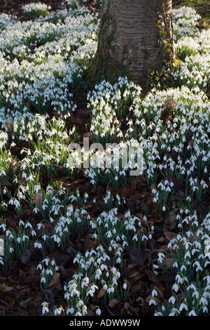 Schneeglöckchen auf Waldboden in Cotswolds Oxfordshire England Großbritannien Stockfoto