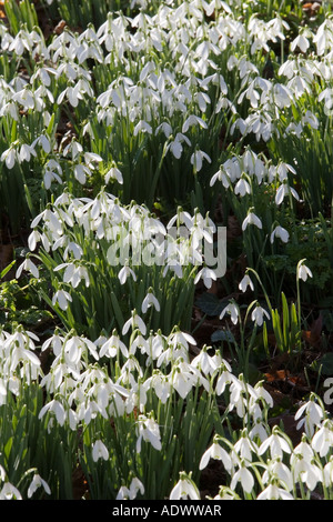 Schneeglöckchen in Oxfordshire Wald England United Kingdom Stockfoto