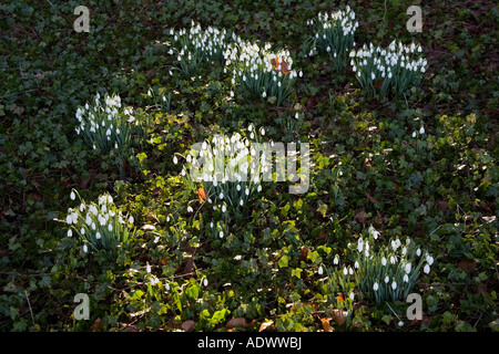 Schneeglöckchen in Oxfordshire Wald England United Kingdom Stockfoto