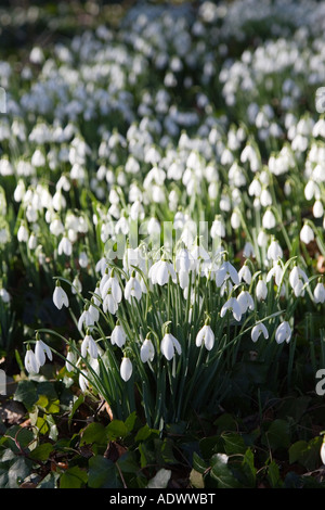 Schneeglöckchen auf Waldboden in Oxfordshire Wald The Cotswolds-England-Großbritannien Stockfoto