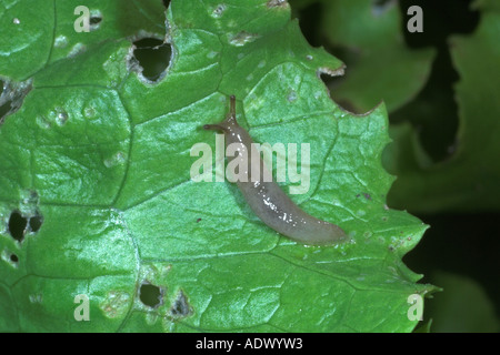 Kleine weiße Nacktschnecke Fütterung auf Salatblatt im Garten. England
