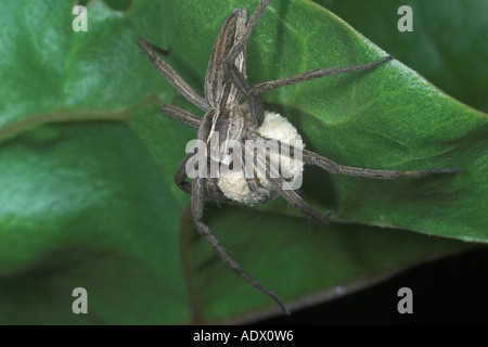 Jagd Spinne Pisaura Mirabilis mit Ei-Fall. England Stockfoto