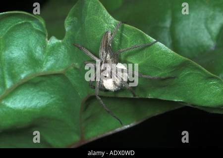 Jagd Spinne Pisaura Mirabilis mit Ei-Fall. England Stockfoto