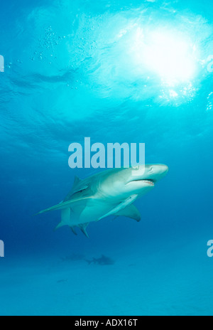 Zitrone Hai Negaprion Brevirostris Atlantik Karibik-Bahamas Stockfoto