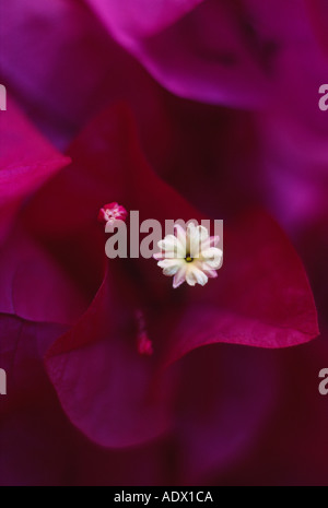 Bougainvillea-Blüten angeordnet Stockfoto