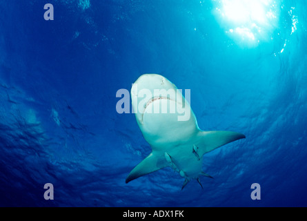 Zitrone Hai Negaprion Brevirostris Atlantik Karibik-Bahamas Stockfoto