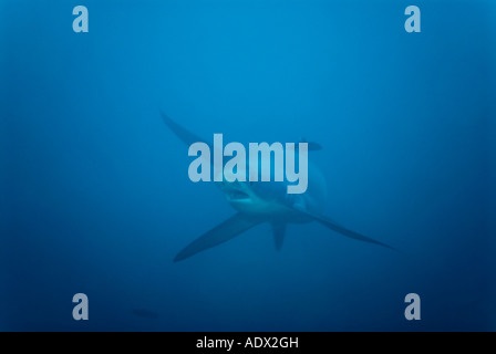 pelagischer Thresher Shark Alopias Pelagicus Pacific Philippinen Stockfoto