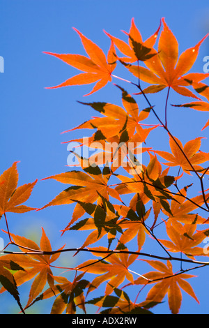 Hinterleuchtete Blätter des Baumes Acer Bloodgood gesetzt vor blauem Himmel Stockfoto