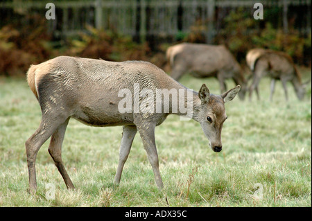 Rothirsch im Windsor Great Park Stockfoto