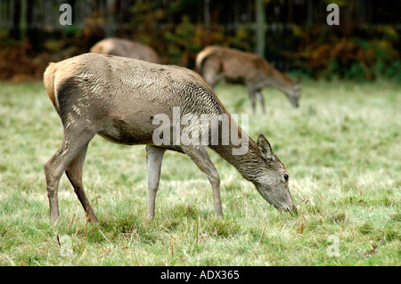 Rothirsch im Windsor Great Park Stockfoto