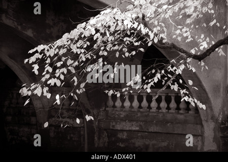 Schwarz / weiß Landschaftsbaum und alte Brücke Stockfoto