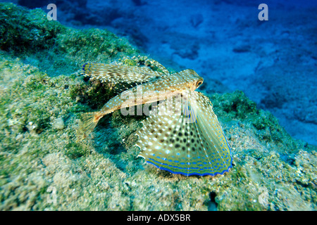 Fliegen Gurnard Dactylopterus Volitans Kas Lykien Region Mittelmeer Türkei Stockfoto