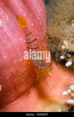 Clown Garnelen Süßigkeiten Garnelen Lebbeus Grandimanus Alexander Archipel USA Alaska Stockfoto