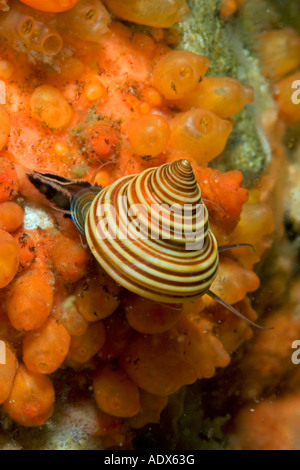 blaues Top Schnecke Calliostoma Ligatum Alexander Archipel USA Alaska Stockfoto