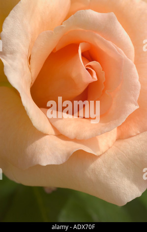 Rose Aprikose Nektar Stockfoto