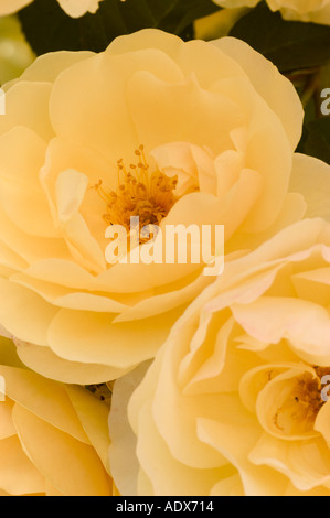 Rose Graham Thomas Stockfoto