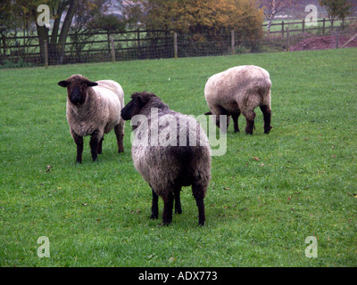 Drei Schafe grasen auf ein Feld. Stockfoto