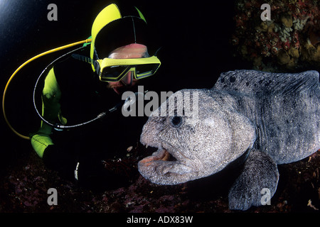 Taucher und Wolf Aal Anarrhichthys Ocellatus Pazifischen Ozean in British Columbia Kanada Stockfoto