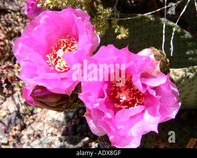 Beavertail Kaktus blüht im Death Valley Stockfoto