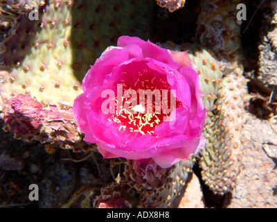Beavertail Kaktus blüht im Death Valley Stockfoto