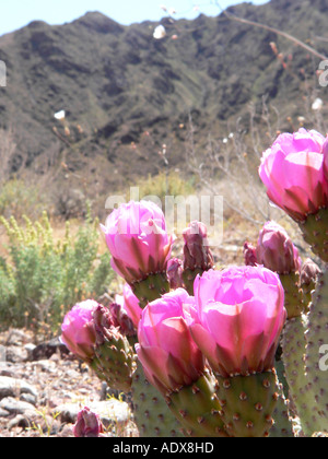 Beavertail Kaktus blüht im Death Valley Stockfoto