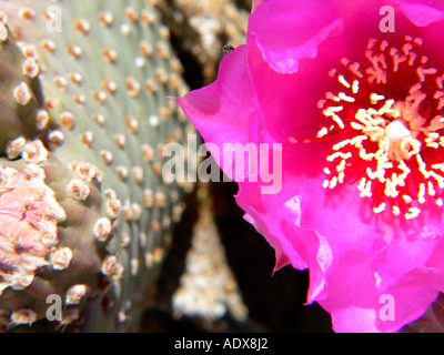 Beavertail Kaktus blüht im Death Valley Stockfoto