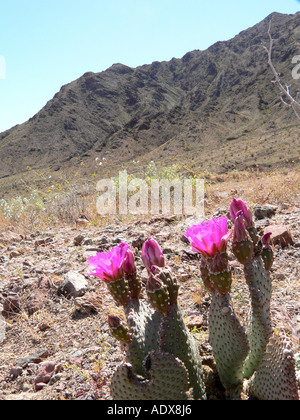 Beavertail Kaktus blüht im Death Valley Stockfoto