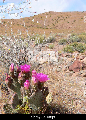Beavertail Kaktus blüht im Death Valley Stockfoto