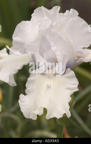 Weiße blasses Lavendel bärtigen Iris Fort Mason Gemeinschaftsgarten San Francisco Kalifornien Stockfoto