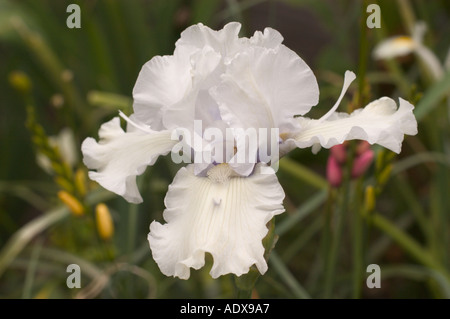 Weiße blasses Lavendel bärtigen Iris Fort Mason Gemeinschaftsgarten San Francisco Kalifornien Stockfoto
