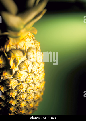 Konzepte Ananas Ananas detail Ananas Nana stout Stamm Rosette wachsartige riemenförmigen Blätter Büschel steife Krone Top essen Obst Stockfoto