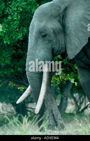 Mana tusker, Loxodonta Africana Stockfoto