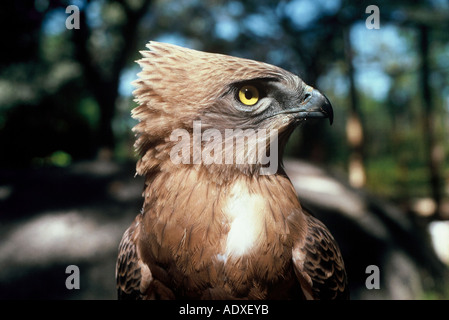 Kinder schwarz Chested Schlangenadler, Circaetus pectoralis Stockfoto