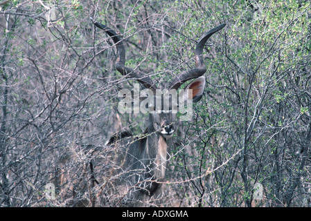 Kudus Stier, Tragelaphus strepciceros Stockfoto