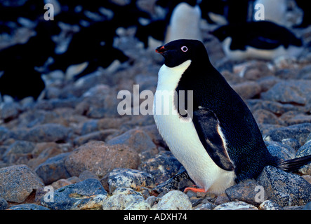 Adelie Pinguin, Adelie Pinguine, Pinguine, Pinguine, Nesting, Pygoscelis adeliae, flugunfähige Vogel, Paulet Island, Antarktische Halbinsel, Antarktis Stockfoto