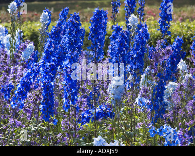 Rittersporn Butterblume giftige DELPHINUM ELATUM Hybriden RITTERSPORN DELPHINIUM ELATUM Hybriden RITTERSPORN Rittersporn Butterblume, Stockfoto