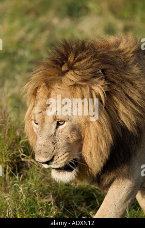 Ein männlicher Löwe in der Masai Mara game Reserve in Kenia in Ostafrika Stockfoto