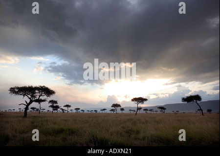 Ein Sturm zieht auf bei Sonnenuntergang über die Masai Mara Wildreservat in Kenia in Ostafrika Stockfoto