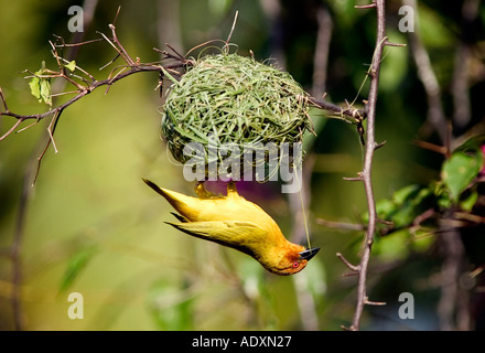 Eine goldene Palme Webervogel baut sein Nest in Mombasa Kenia in Ostafrika, Juli 2005 Stockfoto