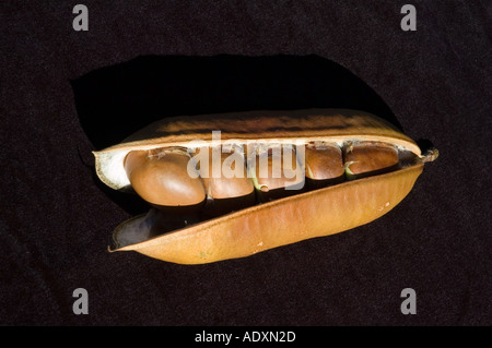 Schwarze Bohne Samen Hülsen Castamospermum Australe Regenwald Hartholz Baum getrocknet 3609 Stockfoto