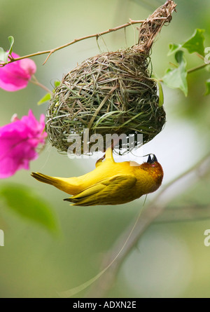 Eine goldene Palme Weaver Vogel baut sein Nest in Mombasa, Kenia, Ostafrika. Stockfoto