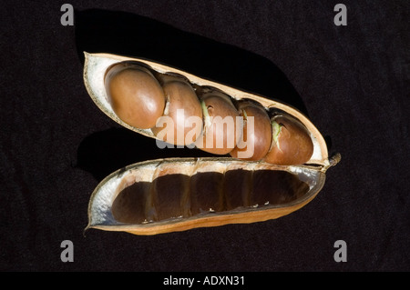 Schwarze Bohne Samen Hülsen Castamospermum Australe Regenwald Hartholz Baum getrocknet 3610 Stockfoto