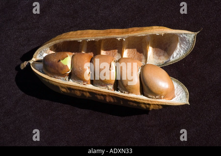 Schwarze Bohne Samen Hülsen Castamospermum Australe Regenwald Hartholz Baum getrocknet 3611 Stockfoto