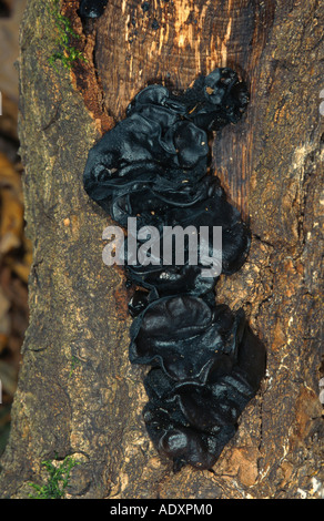 Witches' Butter (Exidia Glandulosa, Exidia Truncata), Deutschland, Niederrhein, Wegberg Stockfoto
