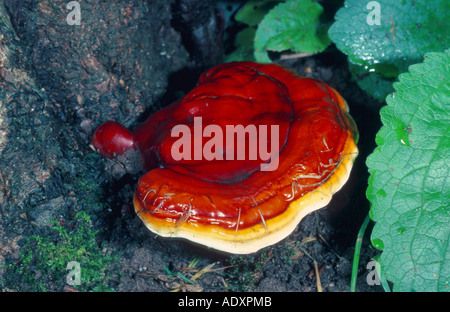 lackierte Halterung (Ganoderma Lucidum), Deutschland, Niederrhein Stockfoto