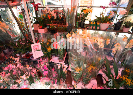 Orchideen auf Verkauf Blumenmarkt der Columbia Road, London, England. Stockfoto