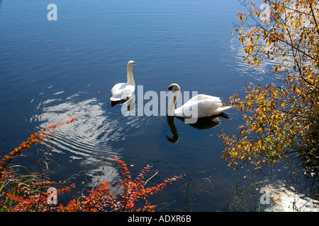 Schwäne im Teich schwimmen Stockfoto